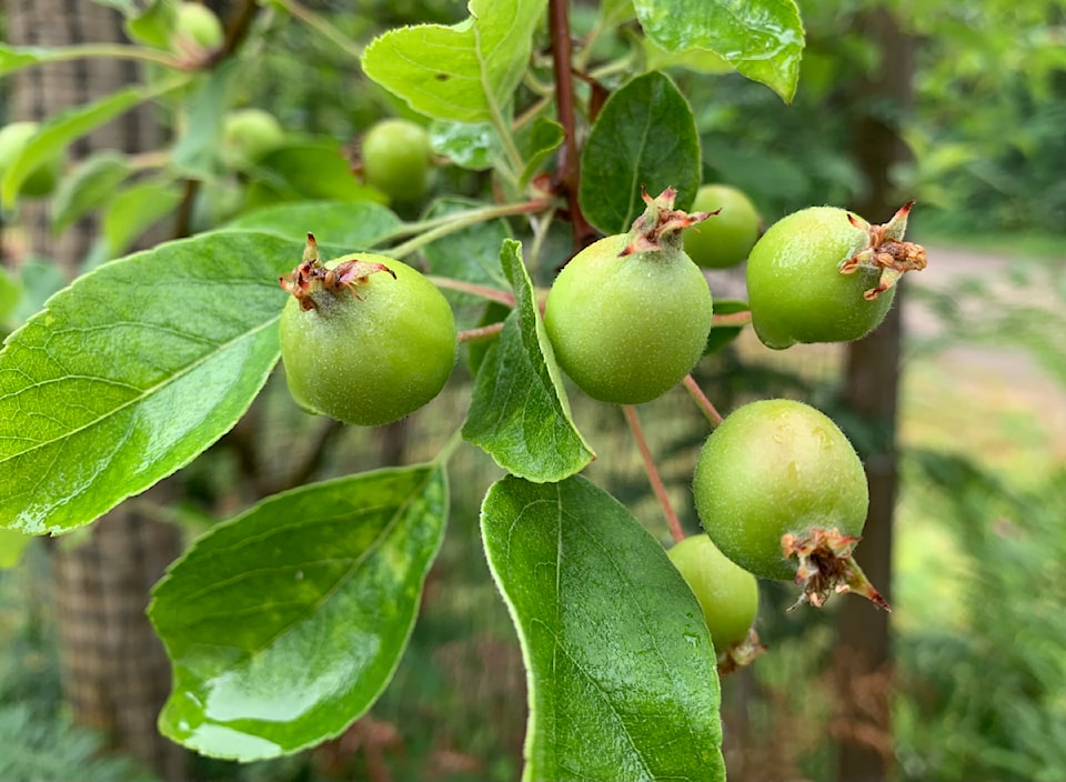 waters-mystery-missing-fruit