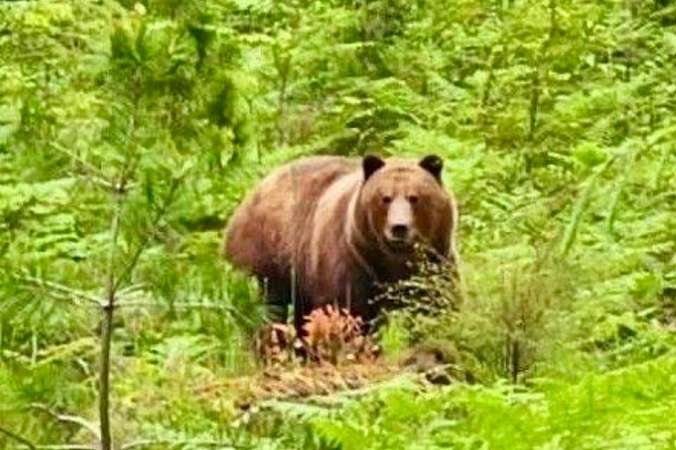 250625-crm-grizzly-translocation