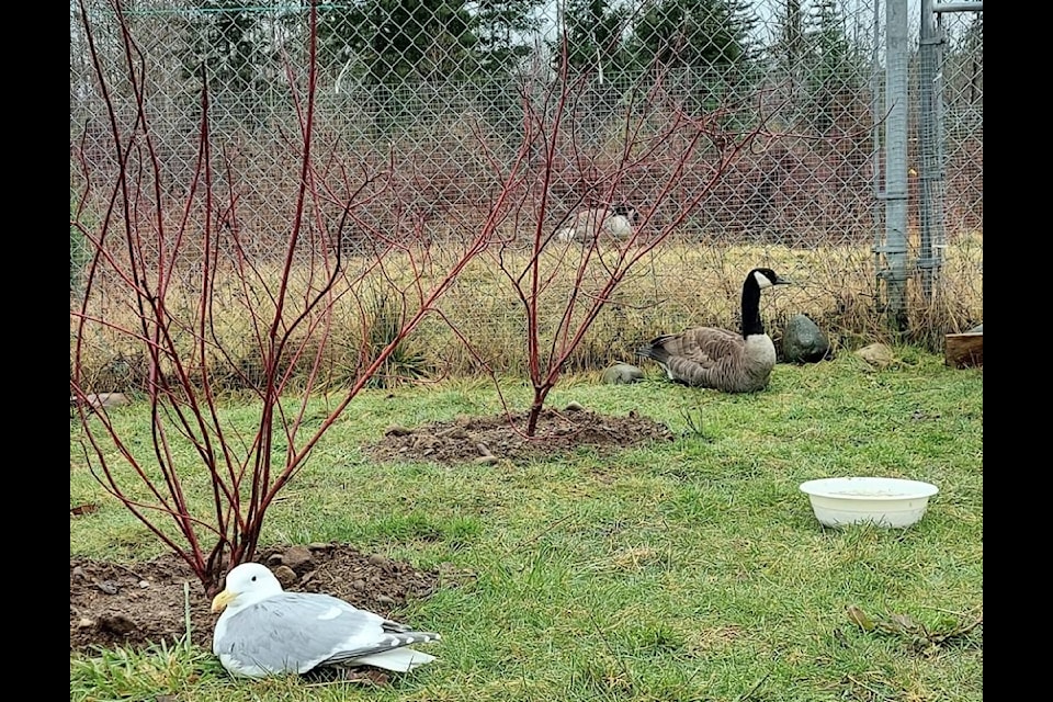Wilson, the Canada goose, is seen in a MARS enclosure on the right. On the opposite side of the fence is another wild goose that frequently visits him. He also has a seagull companion. 