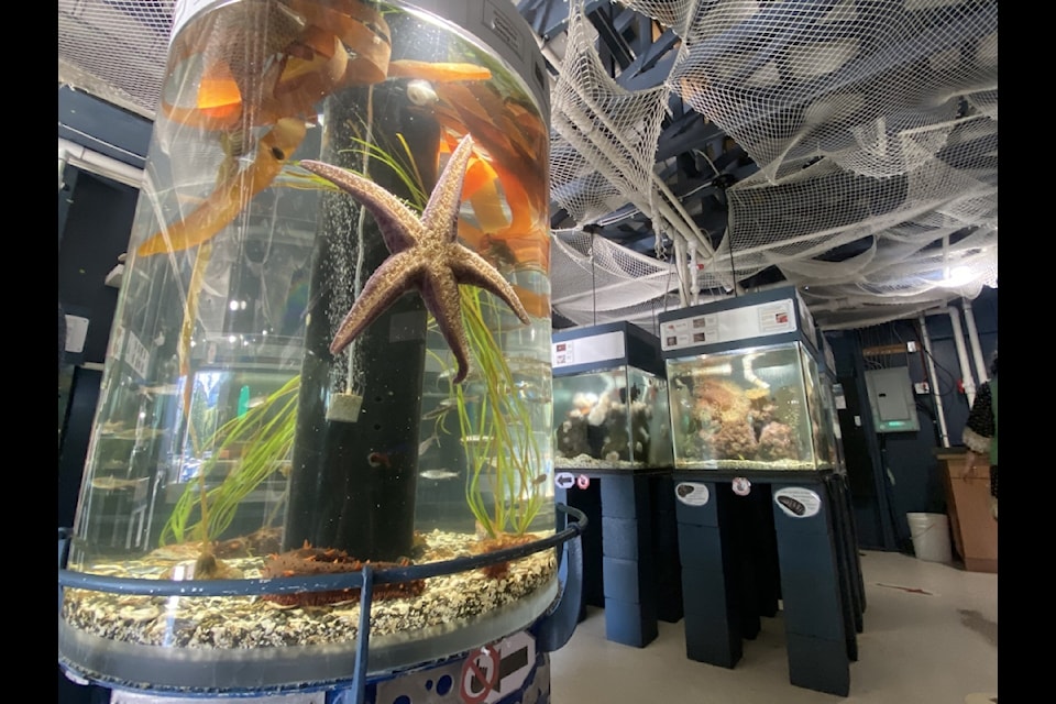 Since the catch-and-release aquarium's seasonal closure last fall, staff and volunteers have been working hard at revisiting and redeveloping systems preparing for a new and improved 2025 reopening, said Ricky Belanger, the aquarium's manager. This upcoming season will showcase a variety of new exhibits, species, and displays, providing exciting experiences for both returning guests and first-time visitors.

The Discovery Passage Aquarium reopens on Saturday, May 17 at 10 a.m.