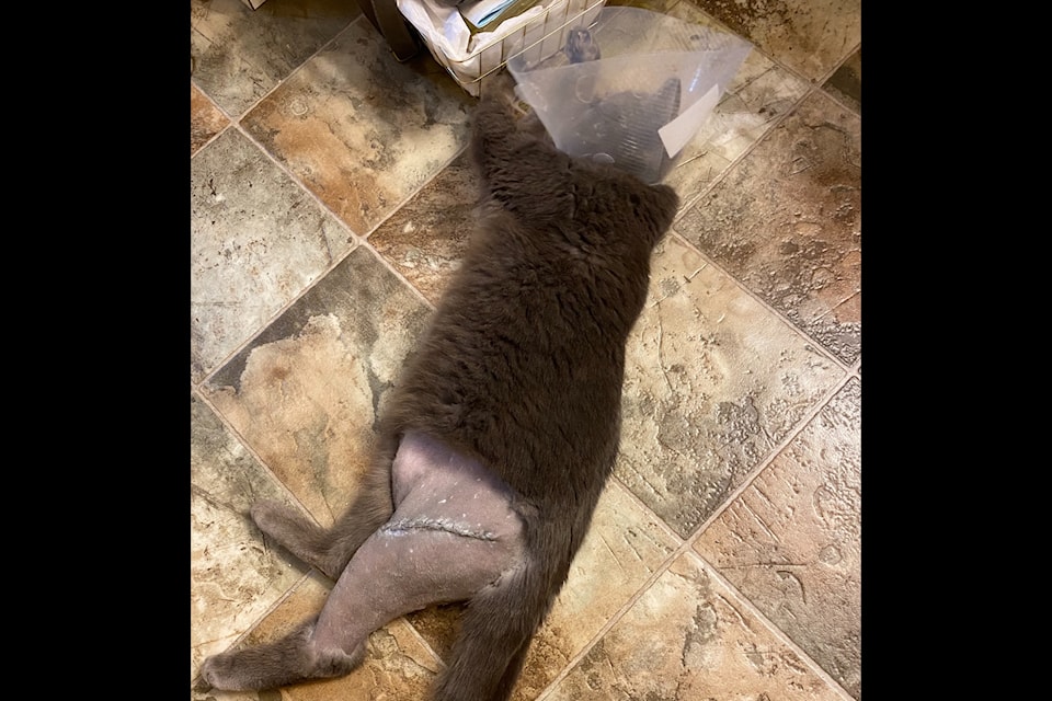 Mrs. Meow Meow was shot by a pellet gun.