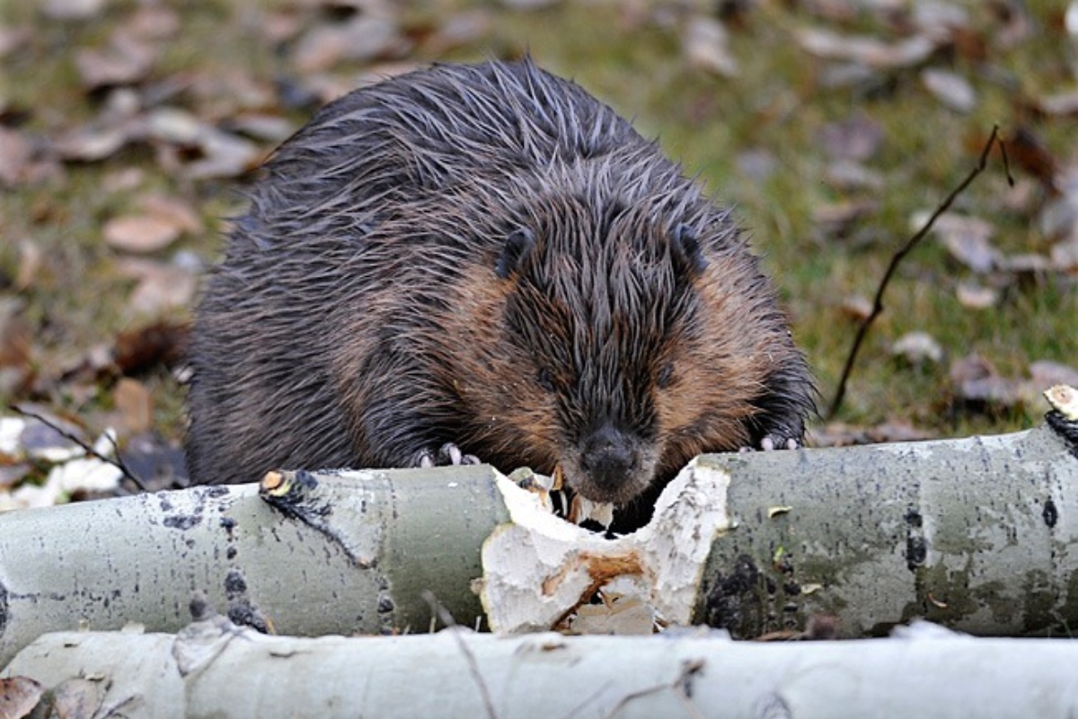 Discovery Islands flood mitigation project helps beavers and people coexist
