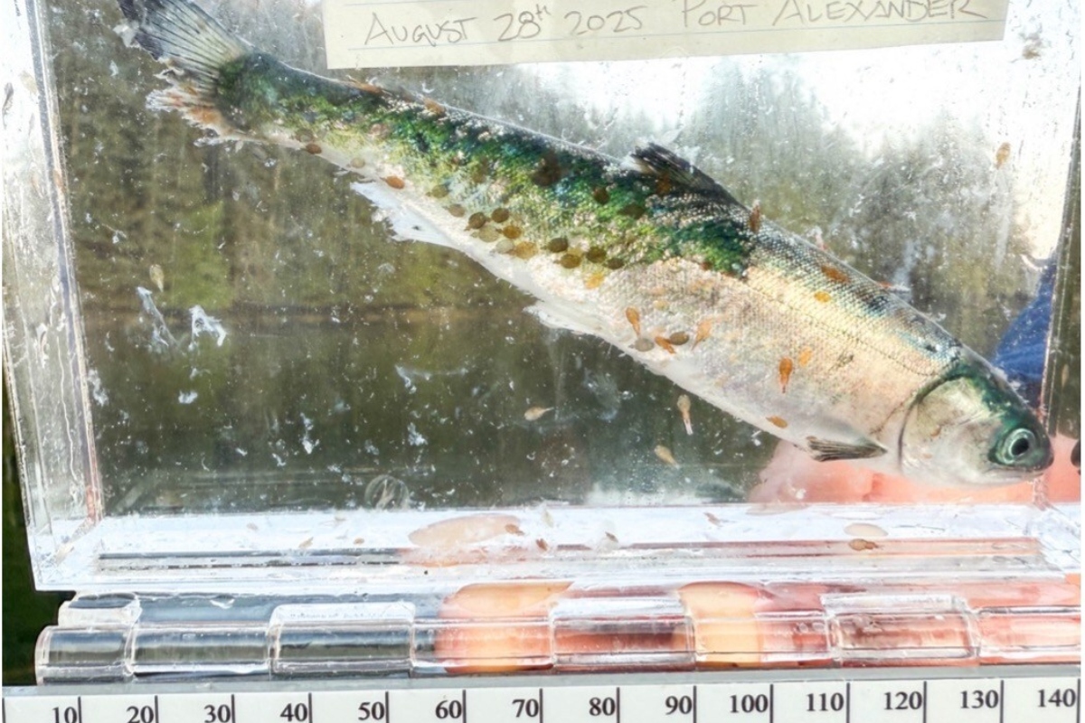 3 north Island First Nations frustrated as new evidence of sea lice on wild salmon emerges