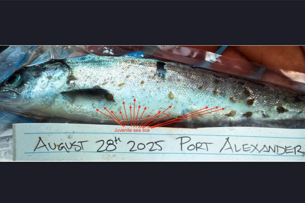 Larval lice on this fish (red arrows) indicate the infection occurred in the Port Hardy area, where this fish was caught. Photo by Jody Eriksson. 