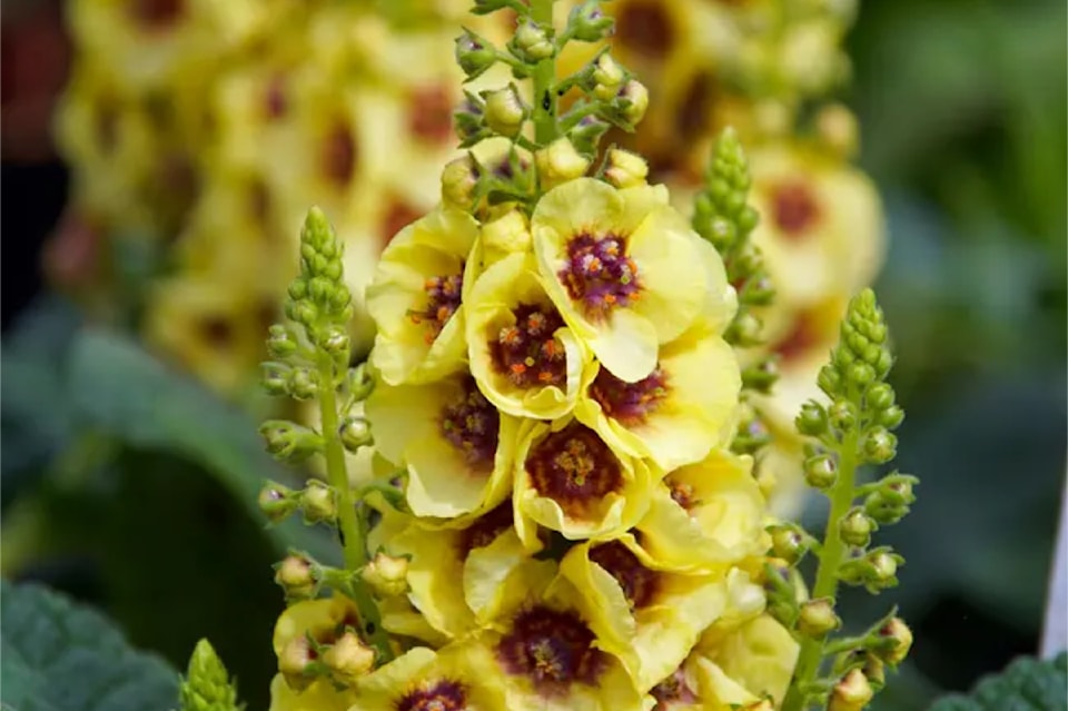 verbascum-dark-eyes