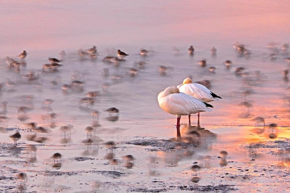"Snow geese resting on beach at sunset" by June Szasz was the winner in the wild settings category of the BC SPCA's Wildlife-in-Focus photo contest in 2023.jpg
