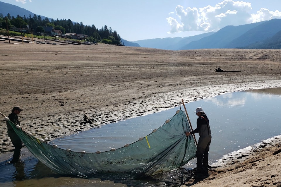 arrow-fish-2023-web