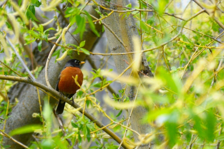 american_robin3_720