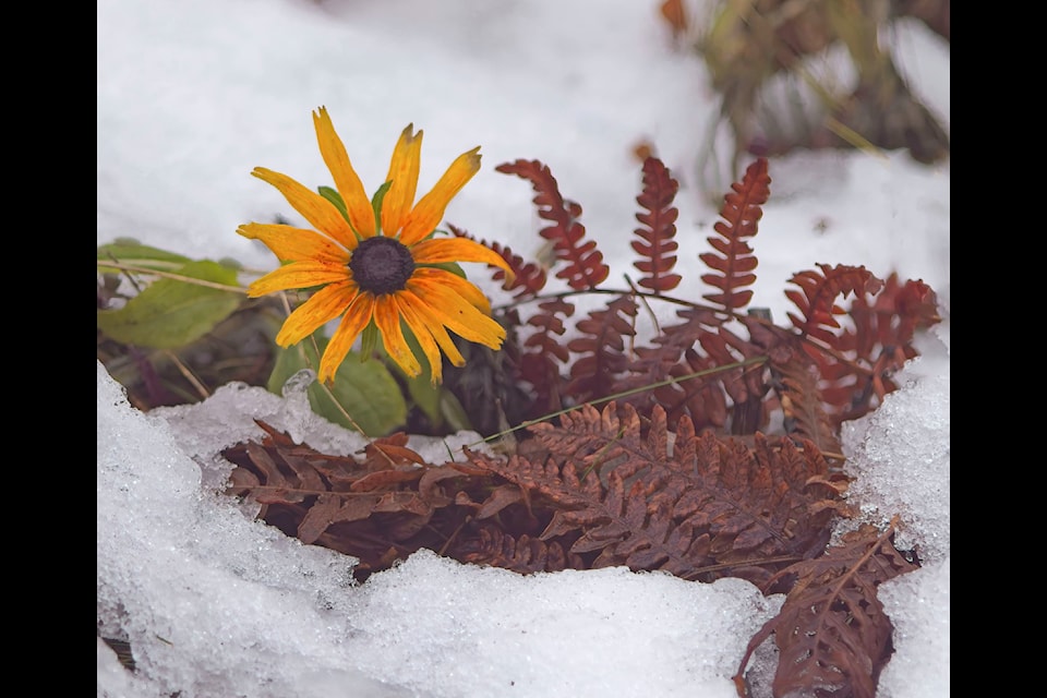 Winter, Meet Spring by John Waterfield received the most votes.