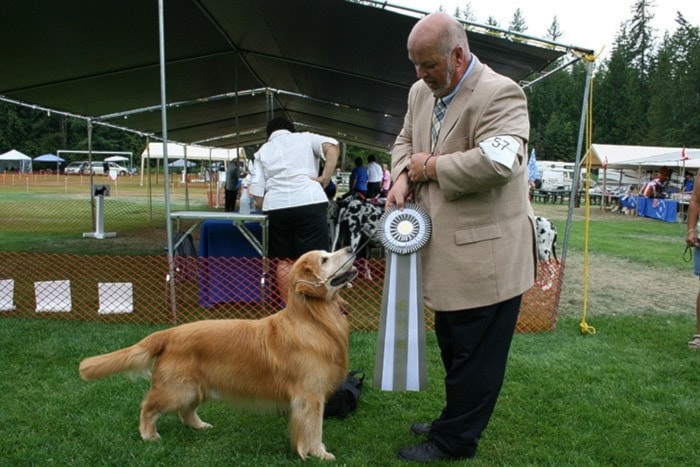 54353castlegardog4web