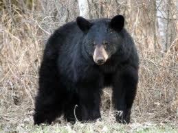 40852castlegarBlack-bear