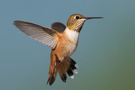 62051castlegarFemale-Rufous-Hummingbird-Selasphorus-rufus-hovering-in-flight1DSC_2718