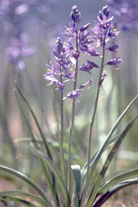 web1_Camassia-quamash