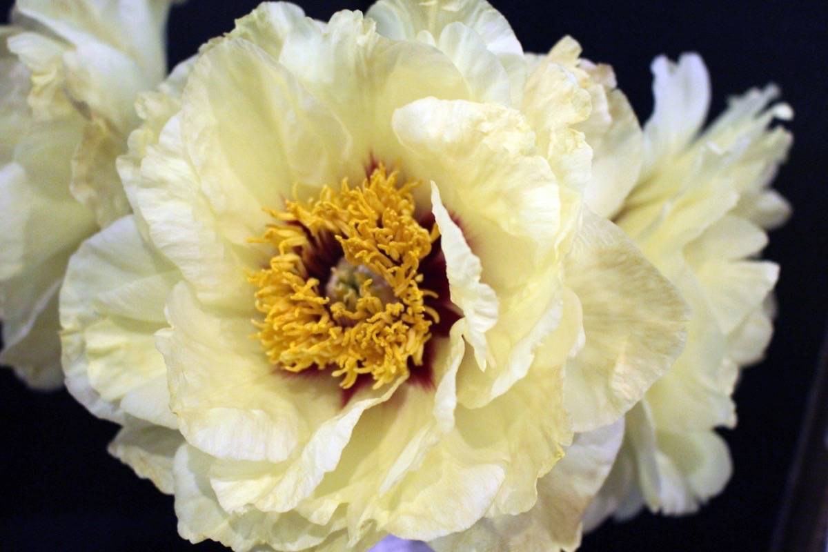 web1_170611-CAN-M-peony6