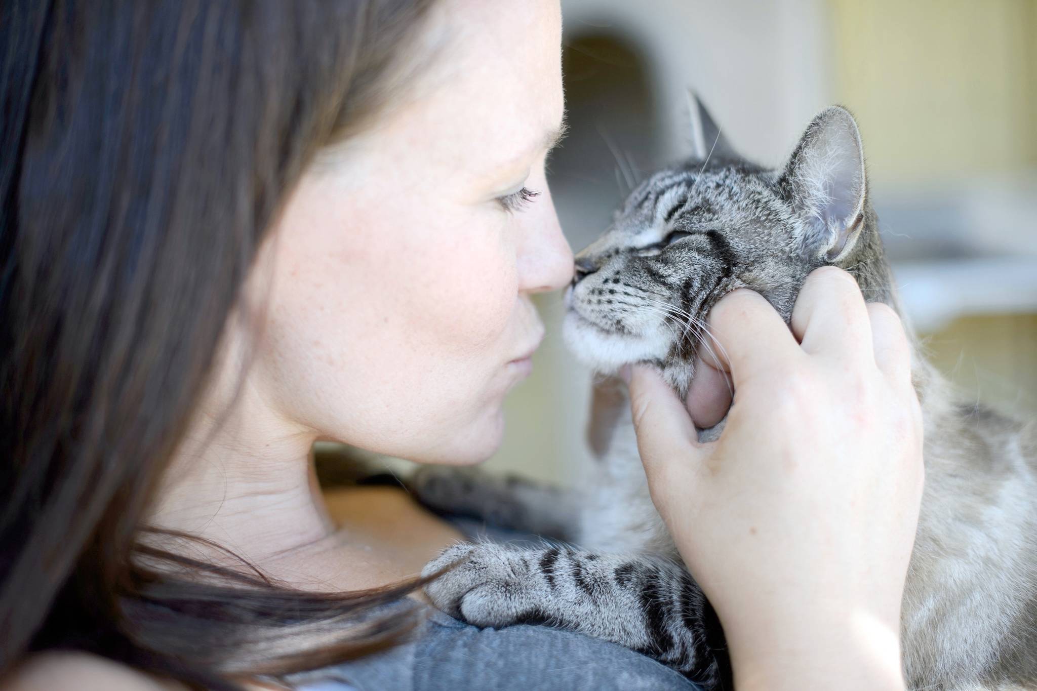 BC SPCA holds adoption event for adult cats Castlegar News