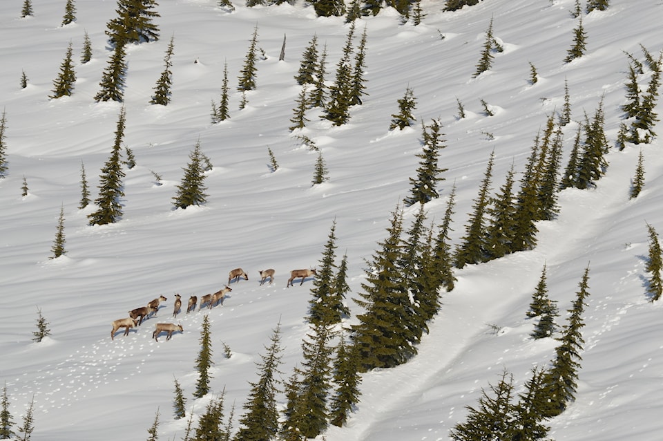 9550307_web1_Caribou-in-snow