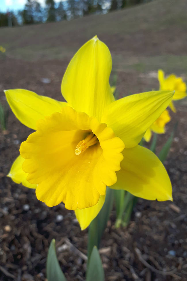 11716142_web1_180510-CAN-daffodil3
