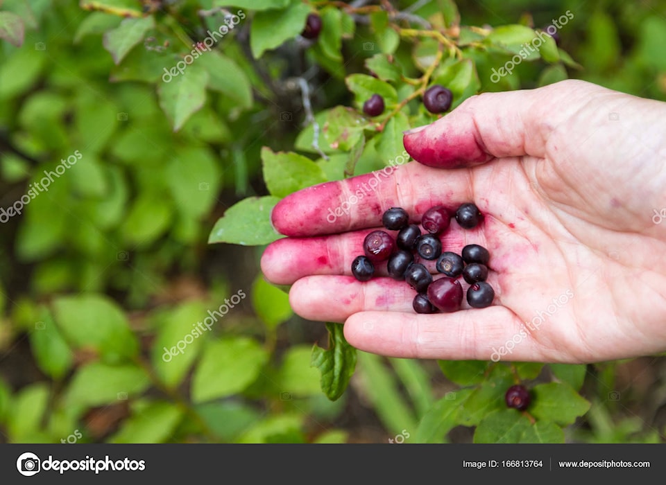 12756181_web1_huckleberry