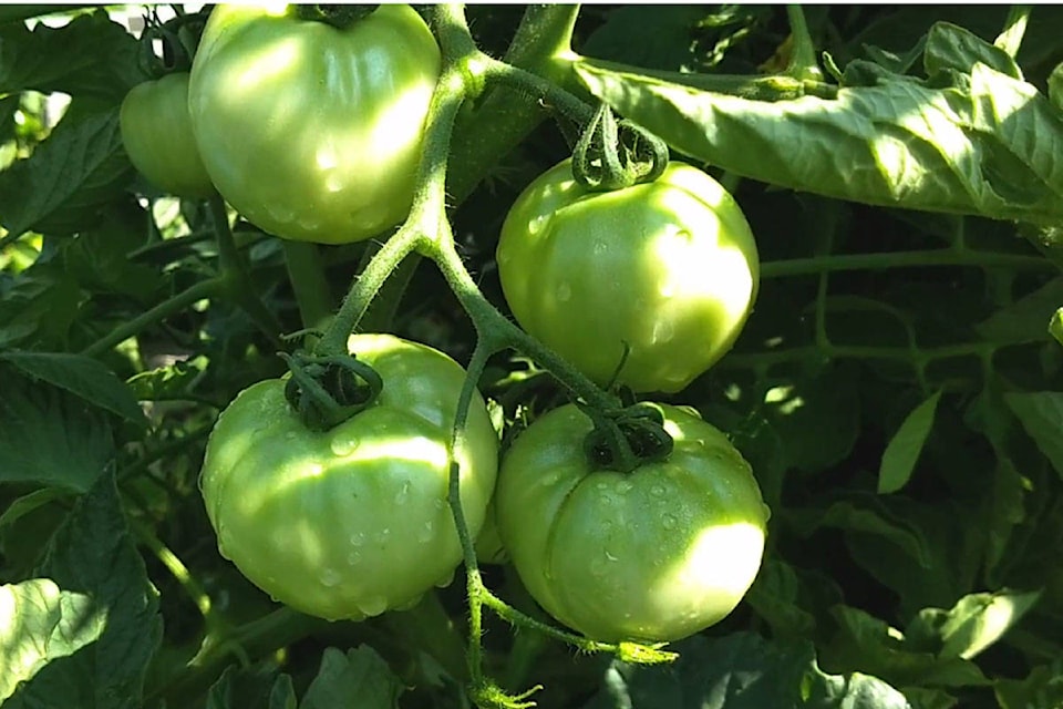 13808872_web1_181004-CAN-M-green-tomato2