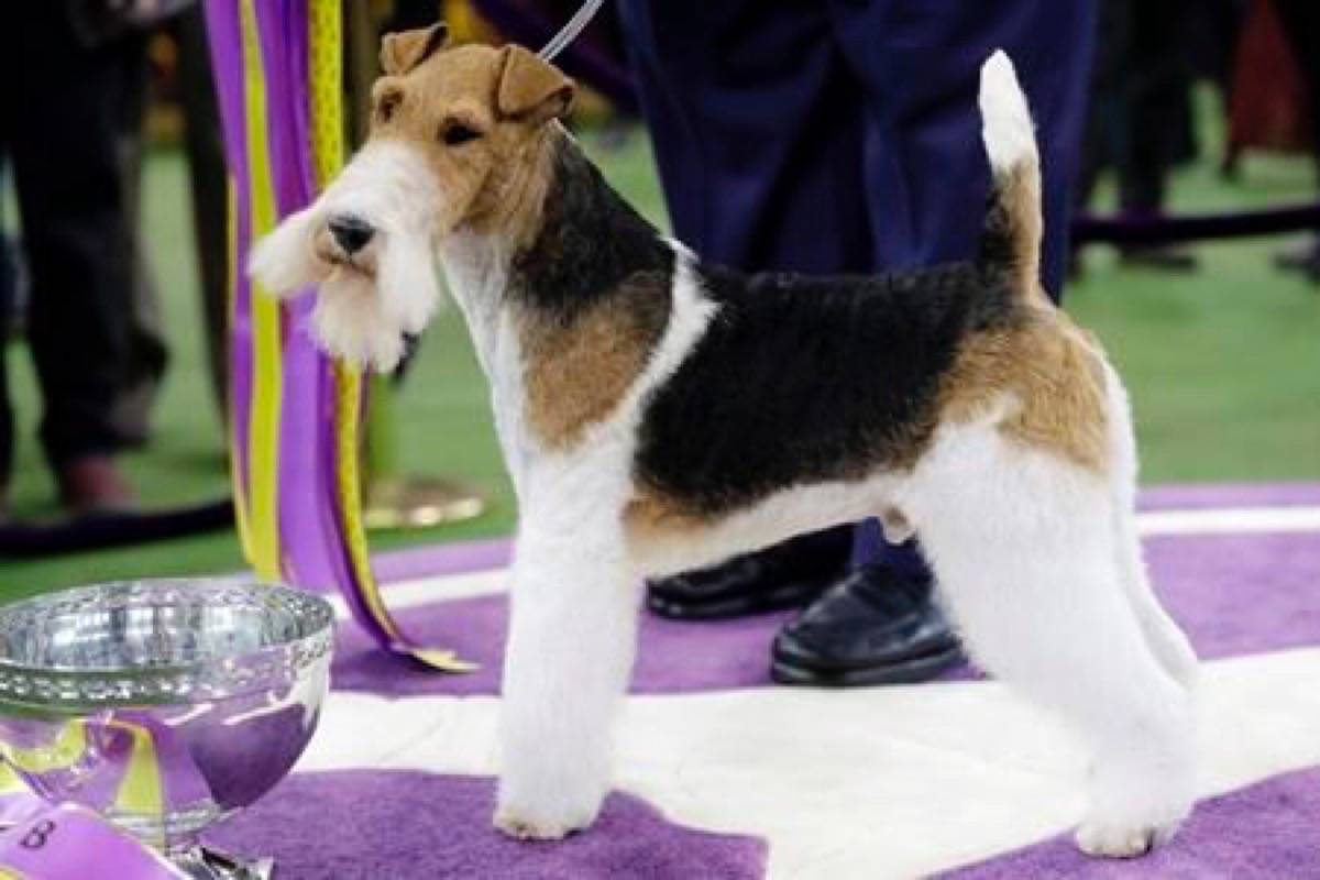 Fox terrier king 2025