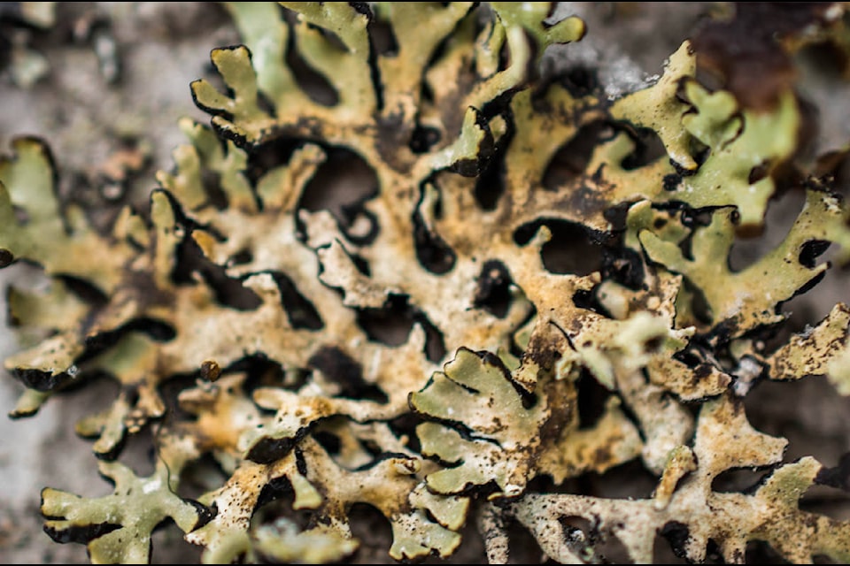 Worldwide, there are over 20,000 species of lichen. (Liam Harrap/Revelstoke Review)