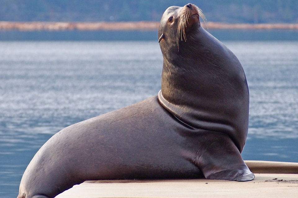 16045971_web1_Cull2-Sealion-20feb19