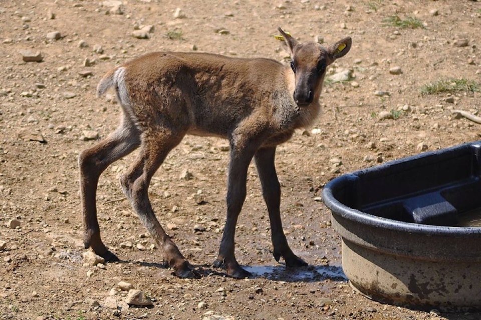 18445338_web1_20180917-BPD-Caribou-calf-pen-revelstoke-2014-10