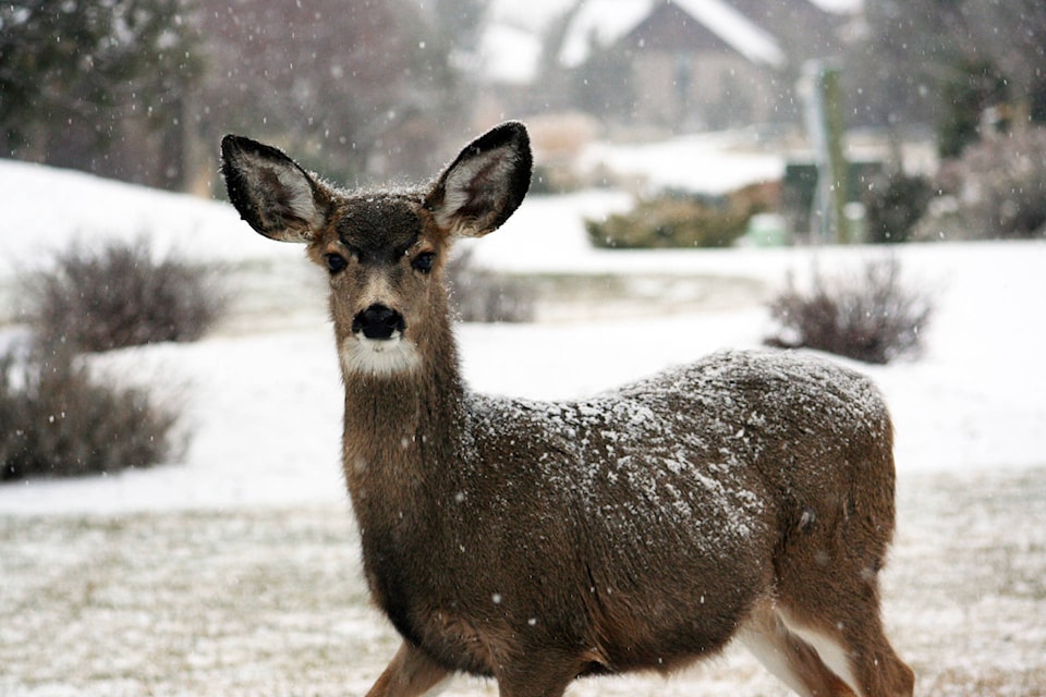 19807627_web1_Whitetail-doe2