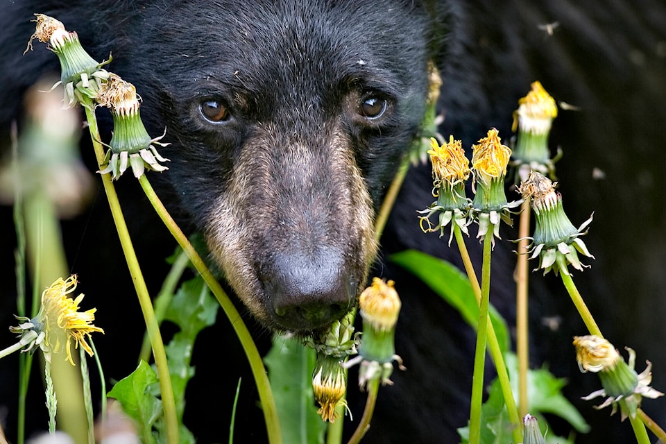 21656823_web1_T-Bears-JUE-200524_1