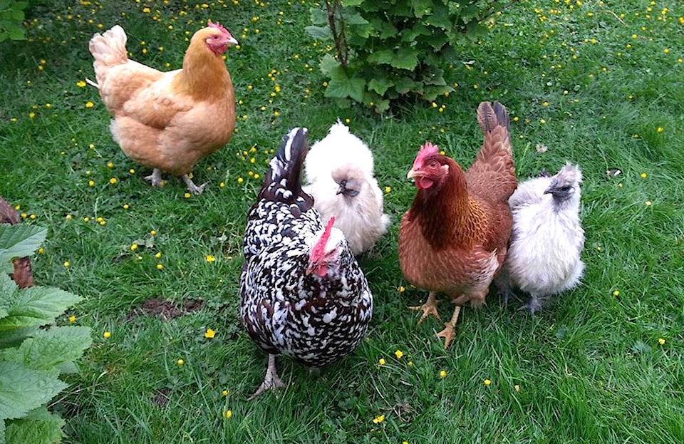 21743115_web1_chickens-foraging
