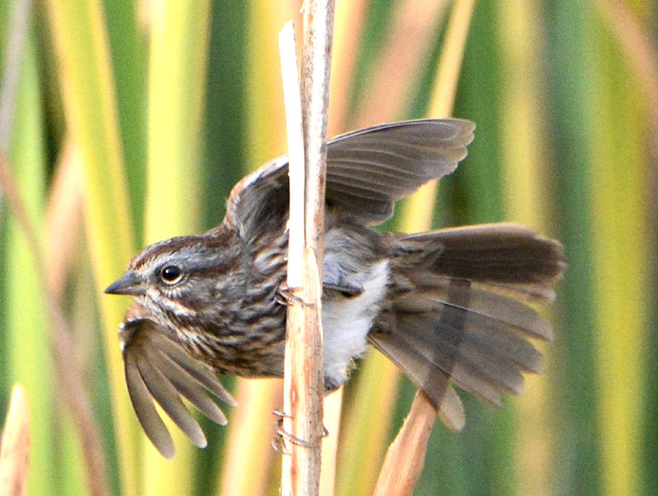 22915645_web1_copy_201006-CDT-birds-of-the-year-6_1