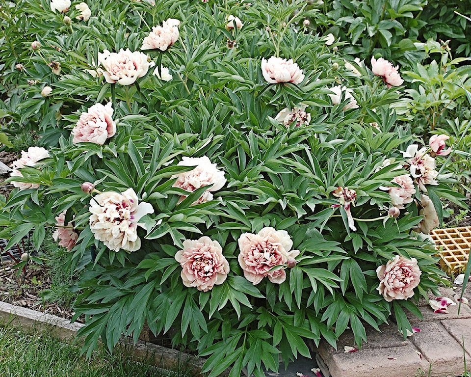 23515889_web1_201210-CAN-peony-reiner_2