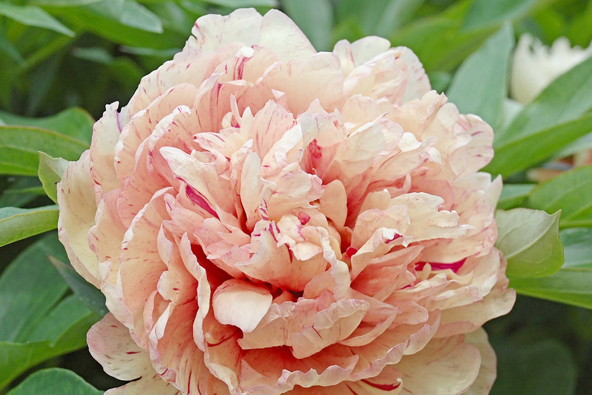 23515889_web1_copy_201210-CAN-peony-reiner_1