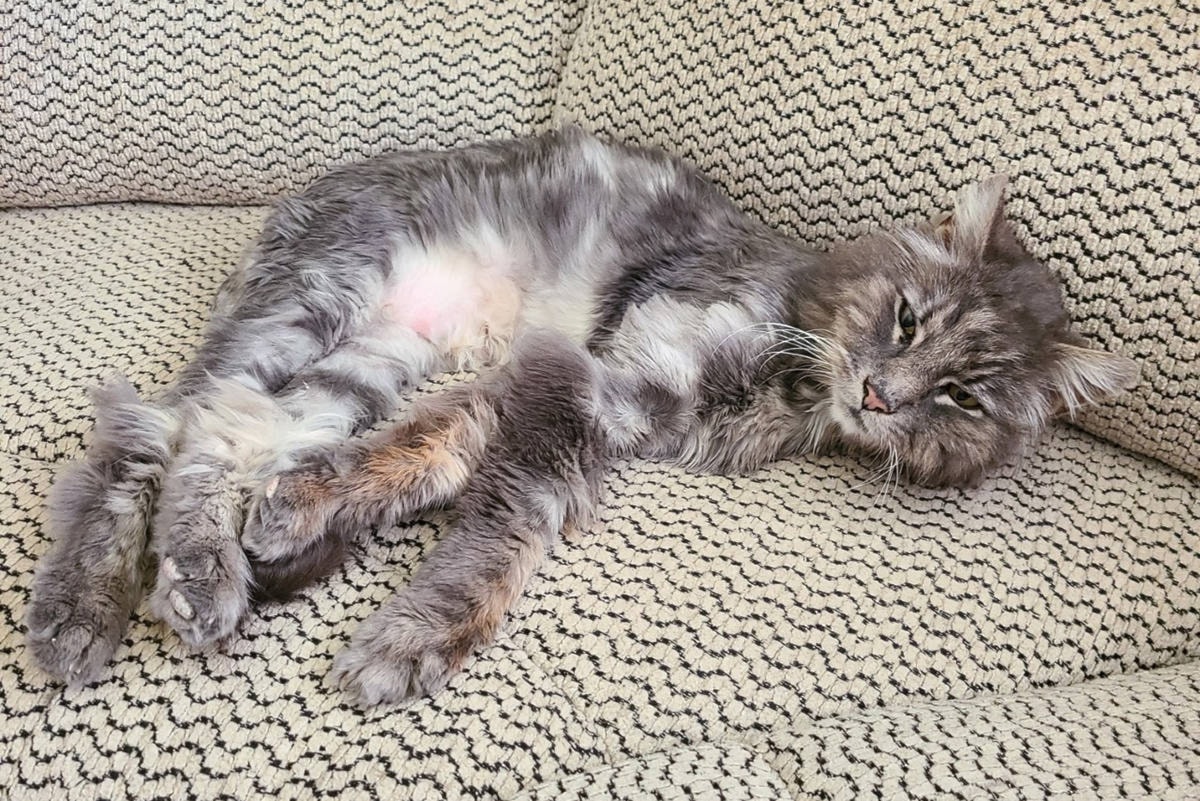 Bc hot sale spca foster