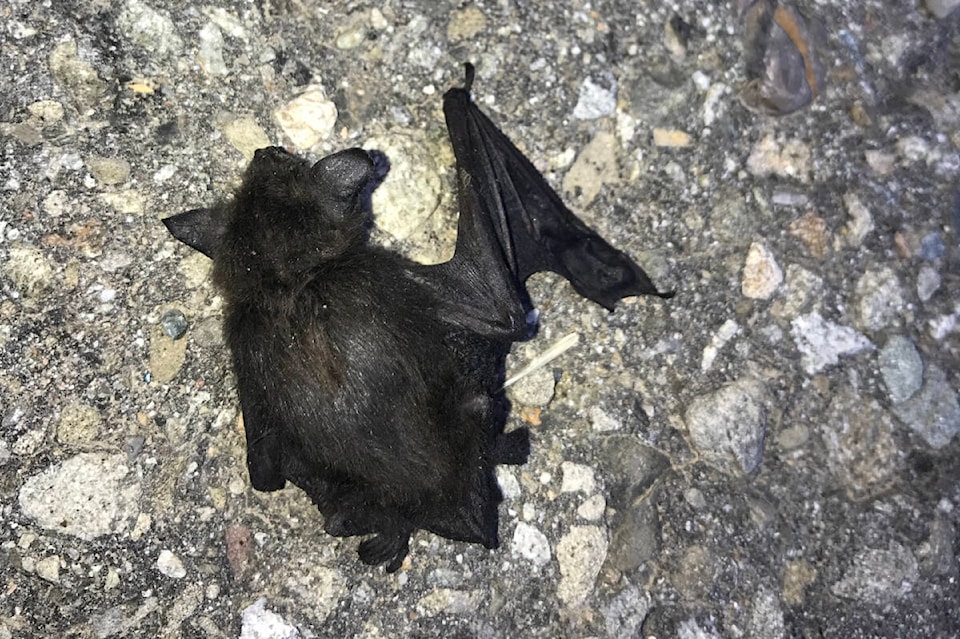 28271816_web1_220301-KDB-Bats-WhiteNoseSyndrome_1