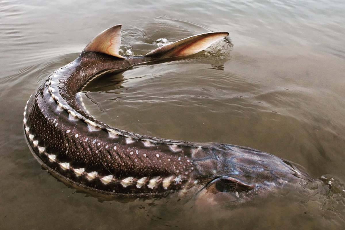 Giant sturgeon discount