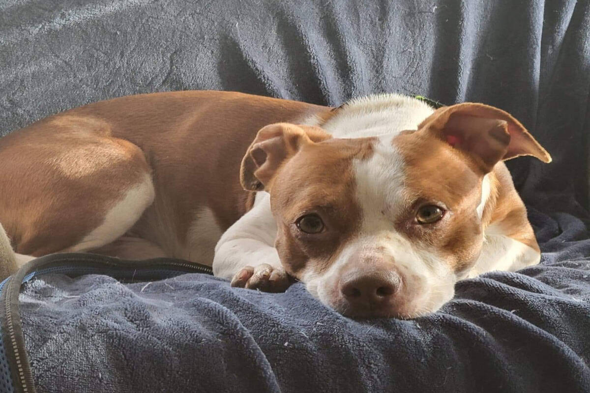 Kootenay sales dog rescue