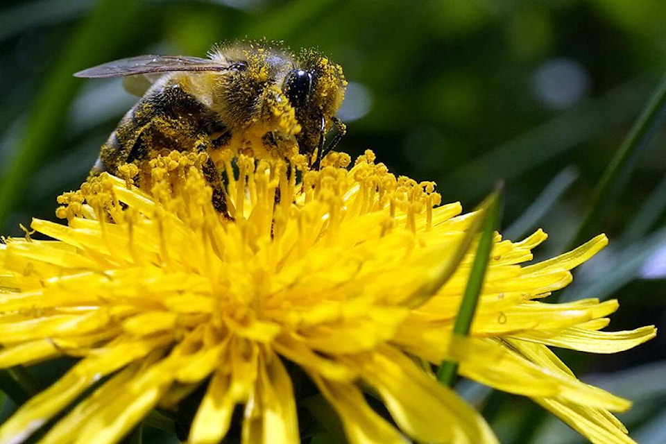 32254047_web1_220420-CPW-climate-change-insects-bee_1