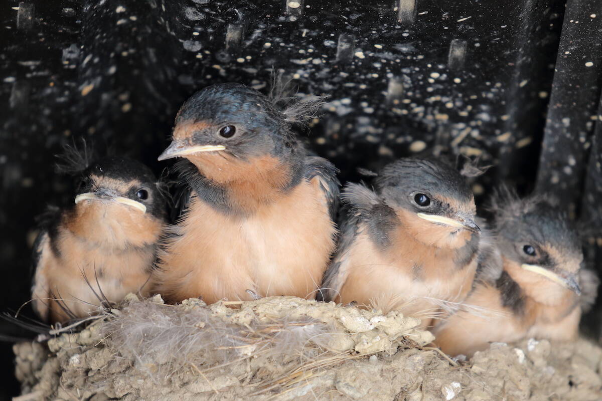 Four barn swallow chicks in a nest. Photo: Rachel Darvill