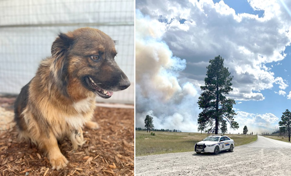 33441457_web1_230801-CDT-wildfire-dog-rescue-1_1