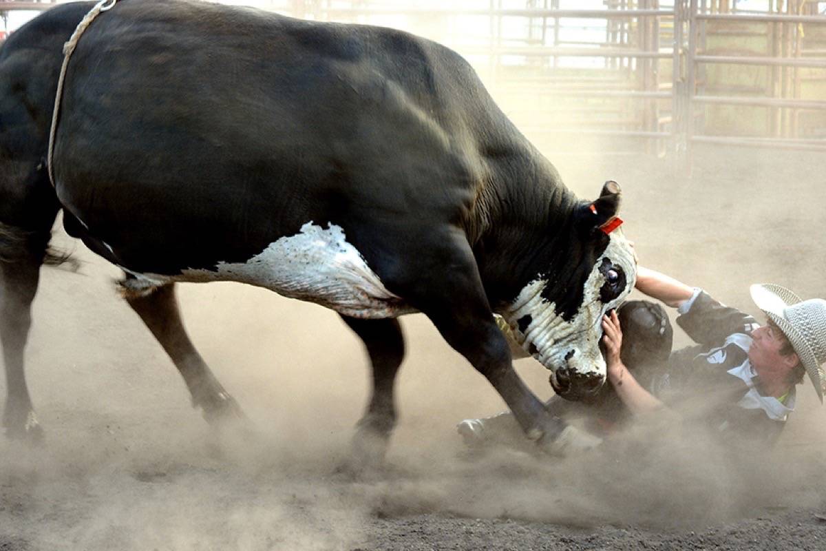 12239801_web1_180608-STI-M-LJ-Bullfighting-3367-WEB