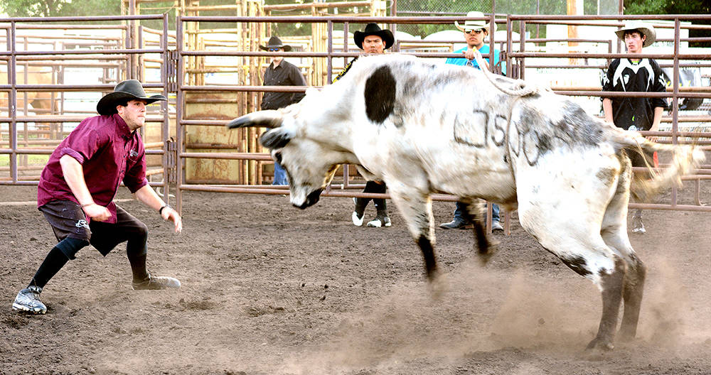 12239801_web1_lj-Bull-fighting-3133-WEB