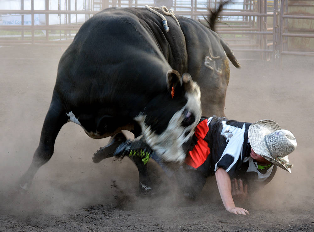 12239801_web1_lj-Bull-fighting-3363-WEB