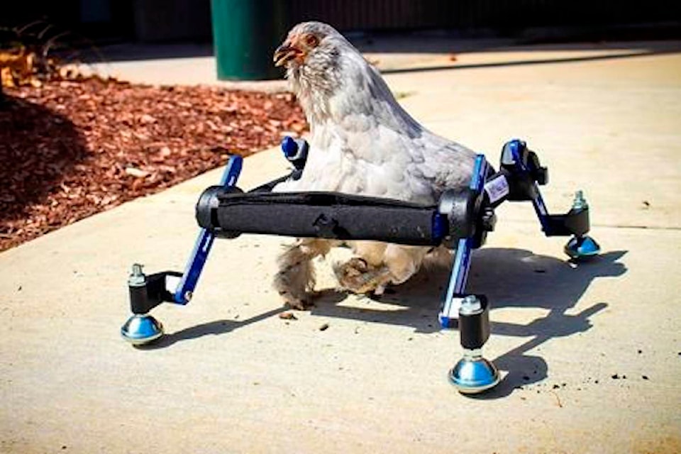 16386229_web1_190412-CPW-disabledchicken