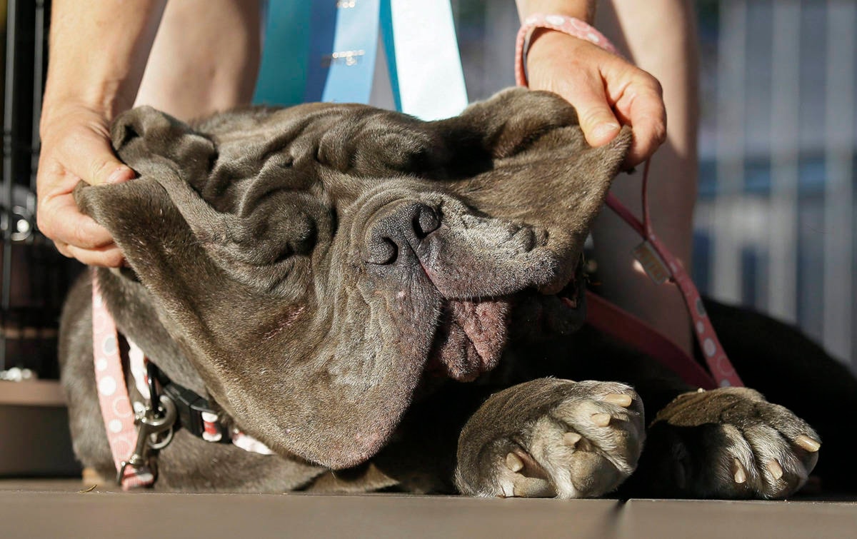 Scamp the hot sale tramp ugly dog