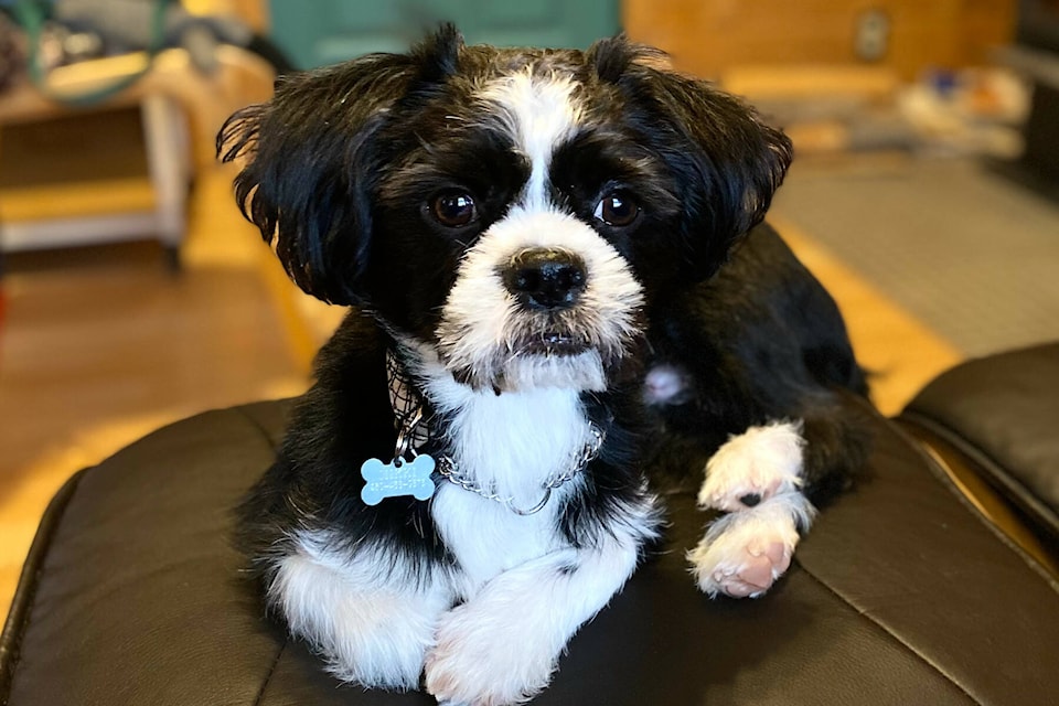 Mikki is one of the many dogs in Canada providing companionship to people. Do you know how many dogs live in Canada? (Kim Lawton photo)