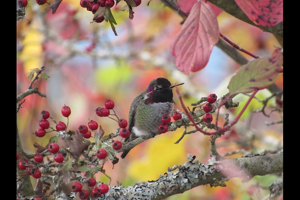 Volunteers are needed to count birds by species in assigned areas (to prevent overlaps in counting), and/or by counting birds at their own bird feeders.