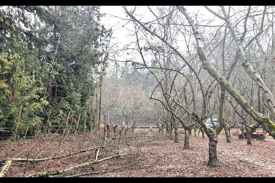 This orchard, part of Hazelnut Hills, was cut down due to Eastern Filbert Blight. The owners plan to replant in spring.