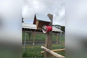 Guest Column: Sharing a passion for mason bees