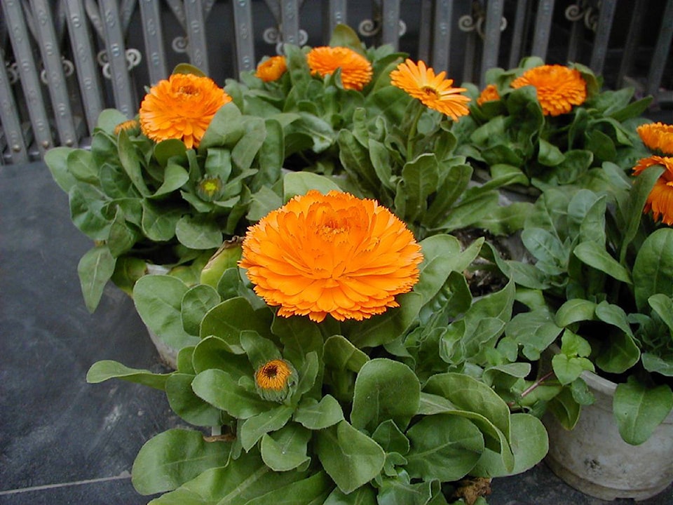 8671764_web1_Calendula